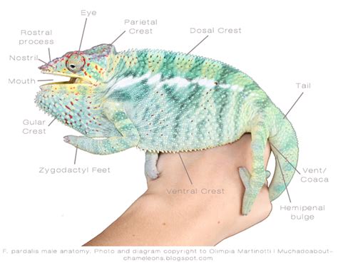 Chameleon Anatomy - Anatomical Charts & Posters