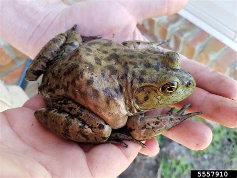 American bullfrog (Lithobates catesbeianus)