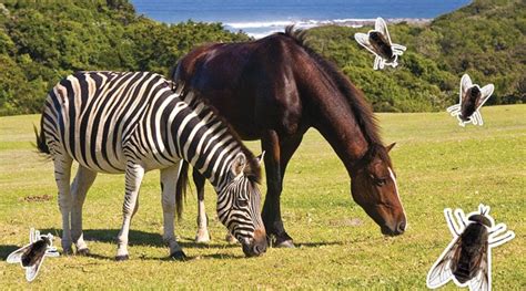 Why Zebras Have Stripes Biology Article for Students | Scholastic ...