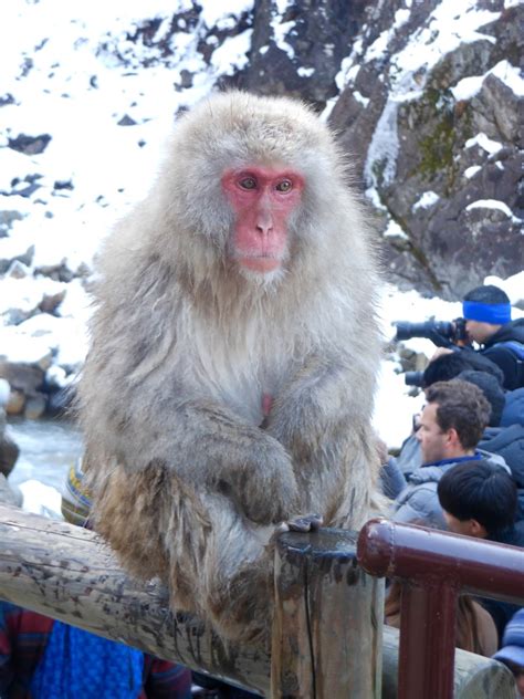 Hokkaido Kudasai: Snow Monkey Park