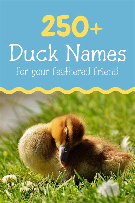 250+ Duck Names for Your Feathered Friend (From Aflac to Xerxes ...