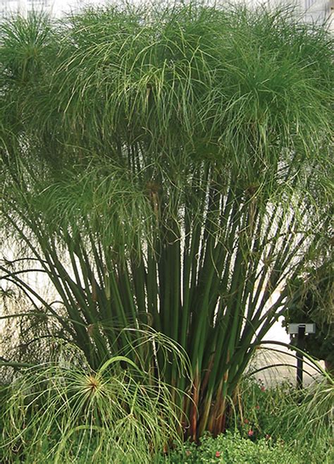 Grass - Graceful Grasses® King Tut® (Cyperus papyrus) - Milaegers