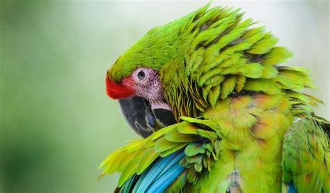 Great Green Macaw Parrot - Facts, Information & Habitat