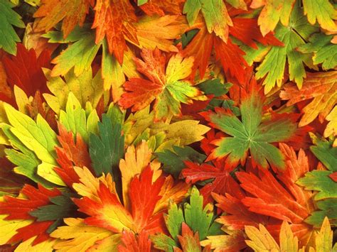 Thanksgiving Autumn Leaves Wallpapers - Wallpaper Cave