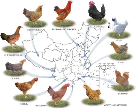 A global map showing the distribution of 11 various Chinese local ...