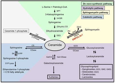 Frontiers | Podocyte Pathology and Nephropathy – Sphingolipids in ...