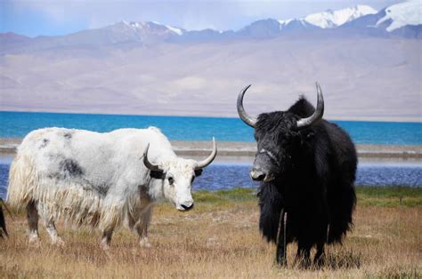 Yak vs Highland Cow - A-Z Animals