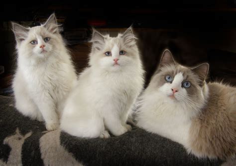 Blue Bicolor Ragdoll Cat and Her Daughters