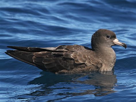 アカアシミズナギドリ - eBird