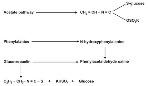 Shikimic Acid Pathway - Solution Parmacy