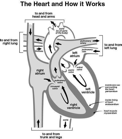 Right Heart Cath Procedure