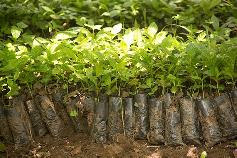 Youth Question Tree Seedlings Procurement | Face Of Malawi