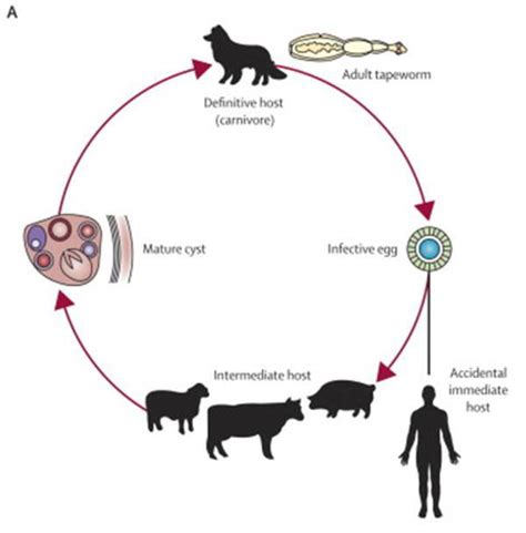 Life cycle of E. granulosus, adapted from reference 3 | Download ...