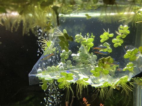 Growing Aquarium Plants In Hard Water at James Overton blog