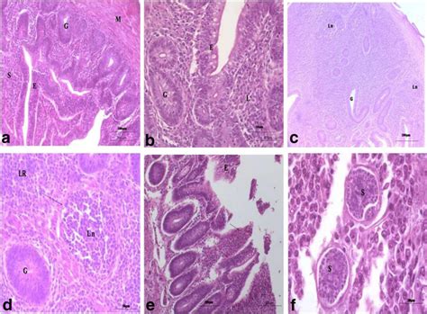 Histopathological pictures of the cecum in the negative control group ...