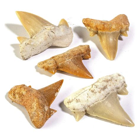 Buy KALIFANO Authentic Fossilized Prehistoric Mini Shark Teeth (5 Pack ...