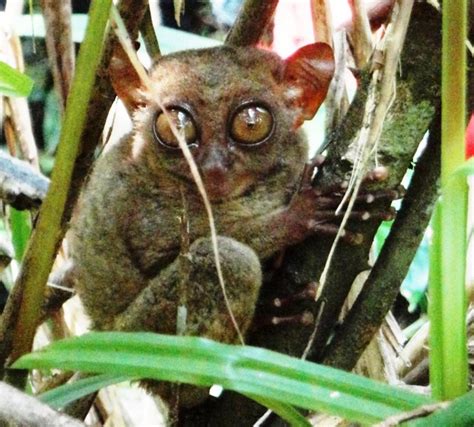 Philippine Tarsier and Wildlife Sanctuary (Corella, Bohol) – B.L.A.S.T ...