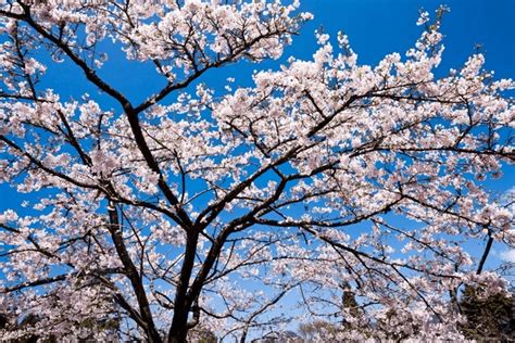 805 Alishan Cherry Blossom Season Images, Stock Photos, 3D objects ...