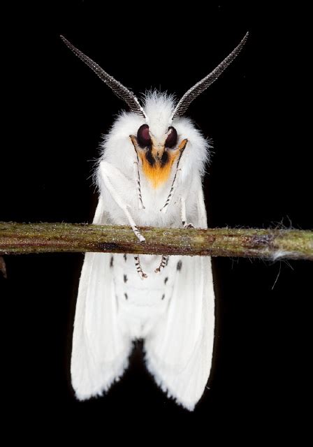 2010_08_17_ME_Mainland | Spilosoma virginica | Virginian Tiger Moth