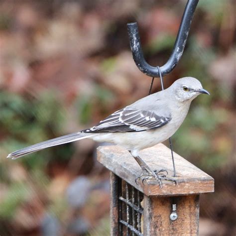 Backyard Birds of Texas - Bird Watching Academy