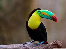 Toucan - Amazon rainforest tourist info centre