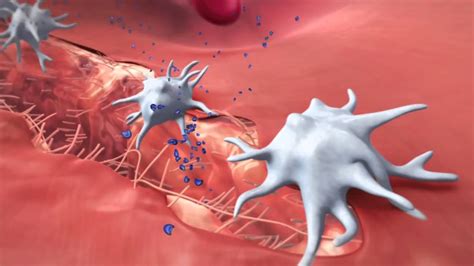 Coagulation Cascade Animation Physiology of Hemostasis - YouTube