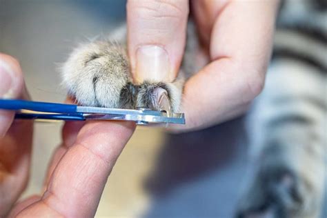 Should You Trim Your Cat's Back Claws? - TheCatSite