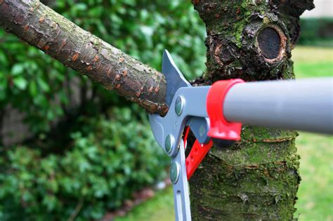 5 Reasons Why Proper Tree Pruning Should Be Part of Your Landscaping ...