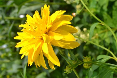 RUDBECKIA laciniata ‘Hortensia’ - Avondale Nursery