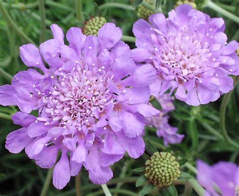 Scabiosa 'Butterfly Blue' (Pincushion Flower)