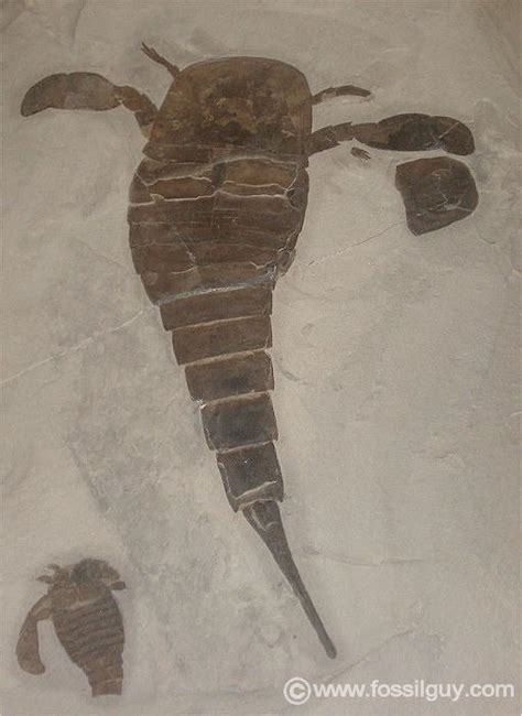 Fossilguy.com: Eurypterid fossils (Sea Scorpions): Facts, Information ...