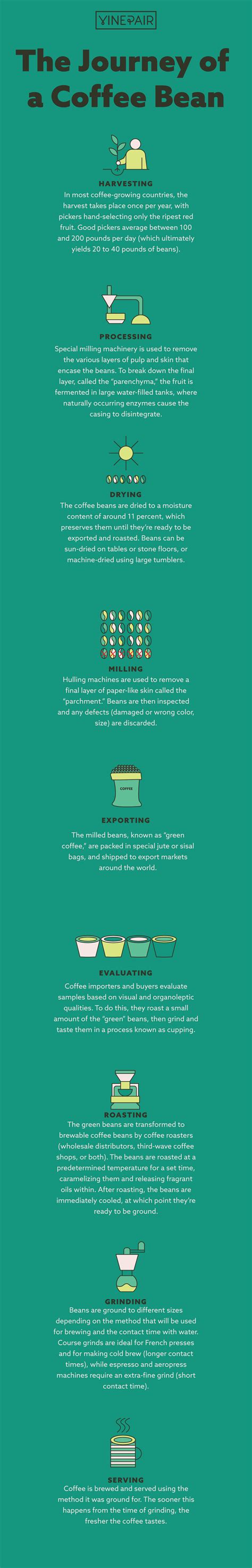 The Journey of a Coffee Bean (Infographic) | VinePair