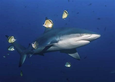 17 Galapagos Shark Facts (Diet, Size, Attacks, Range) | Storyteller Travel