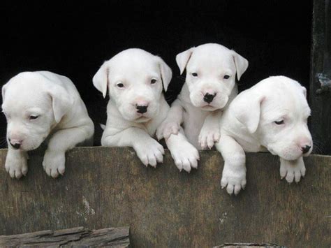 17 Best images about Dogo on Pinterest | Dogo argentino dog, Future ...