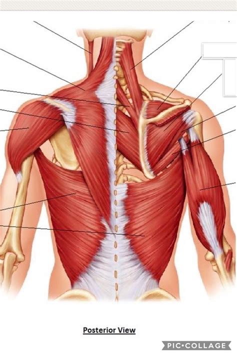 Posterior Pectoral Girdle Muscles Diagram Quizlet | The Best Porn Website