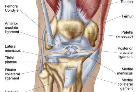 Knee Anatomy