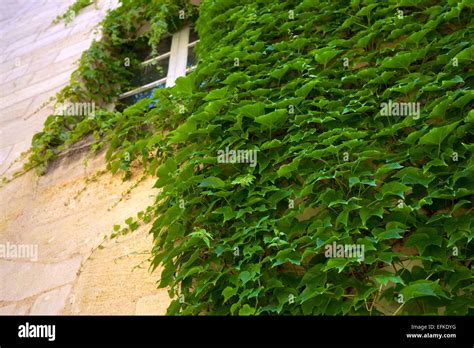 Virginia creeper on a stone wall Stock Photo - Alamy