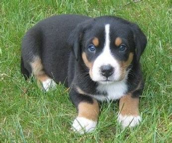 Appenzeller Mountain Dog Info, Temperament, Puppies, Pictures