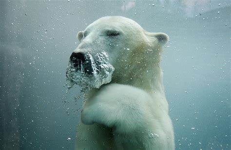 What is the Arctic melt? Will polar bears go extinct by 2100?