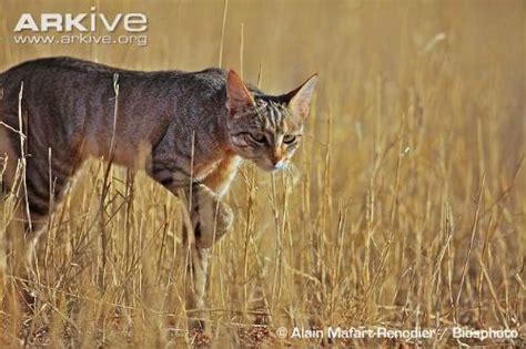 African Wildcat - International Society for Endangered Cats (ISEC) Canada