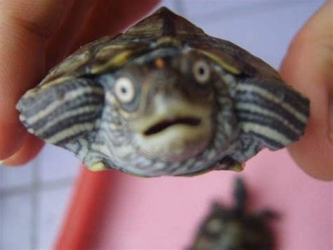 Surprised turtle. | Funny Pictures, Quotes, Pics, Photos, Images ...