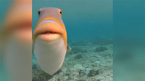 Fish Big Lips Meme | Lipstutorial.org