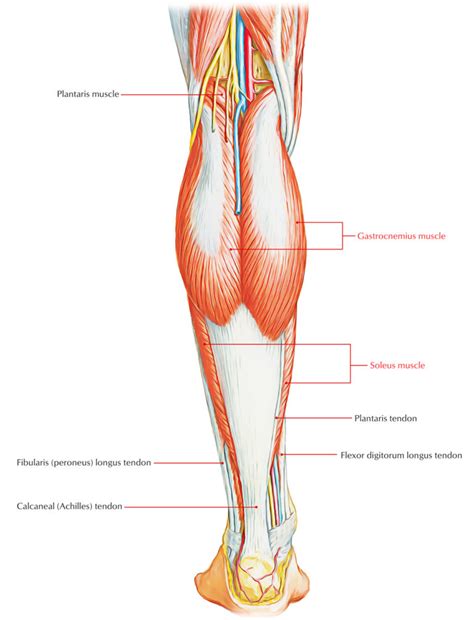 Triceps Surae – Earth's Lab