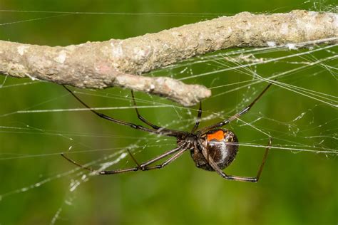 How to Get Rid of Black Widow Spiders | EcoGuard Pest Management