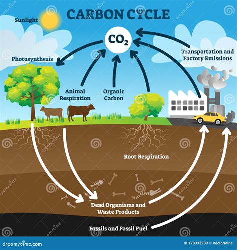 Carbon Cycle With Labels