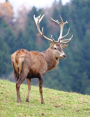 Wildlife of the Scottish Highlands | Red deer, Stag deer, Deer photos