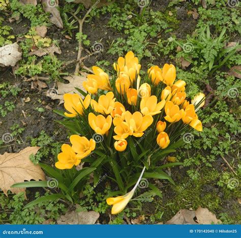 Yellow Crocus Plants Outside in a Public Garden in Spring Stock Photo ...