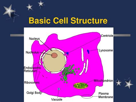 Ppt Cell Structure And Function Powerpoint Presentation Free Download ...