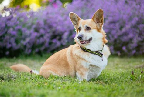 Corgi temperament guide: What you need to know