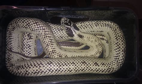 Wales Breeding pair of King Snakes (morphs) - Reptile Forums